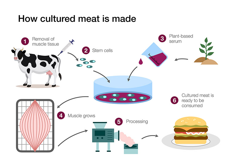How cultured meat is produced